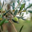 그린약국 이미지