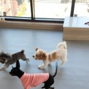 고잔유치원 이미지