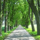 마로니에 이미지