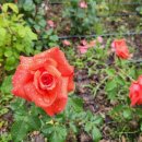 장미정원 이미지