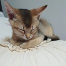 말랑말랑 이미지