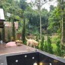 CAFE THE DOG 이미지