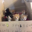 앙큼이옷가게