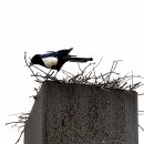 까치공원 조형물 이미지