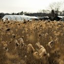 호수의오후 이미지