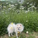 24시 더휴동물의료센터 이미지