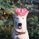 행복한강아지 이미지