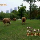 이안목장 이미지