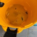 스타크린테크 | 시흥시 배곧동 변기막힘 변기막힘해결 출동 후기입니다.