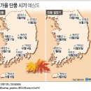 낮엔 성주 메밀밭…밤엔 고령 코스모스밭 이미지