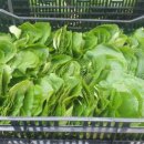 산방환담 이미지