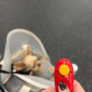 나은 캔넬 | 독피트니스 UTDT AKC FIT DOG 핸들러 과정 수업 후기(2)