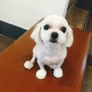 순동물병원 네이버블로그