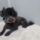 벨라 펫샵 이미지