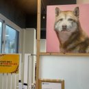 다양하개 이미지