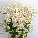 장미마트 이미지