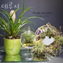 플로데루시
