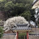 충렬사 | 부산 가볼 만한 곳 매화 명소로 유명한 ”충렬사“ 현상황 주차 후기