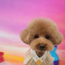 바나고펫살롱 이미지