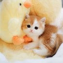 청담고양이 이미지