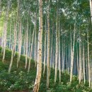 인제 관광안내소 이미지