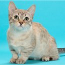 도그마루 강아지고양이 안산점 이미지