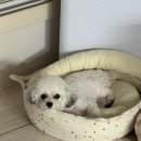 해피독 애견펜션2 이미지