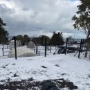 일랑일랑 애견캠핑 인제주 이미지