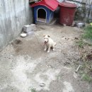 동네강아지 이미지