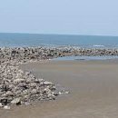 솔숲과 바다 이미지