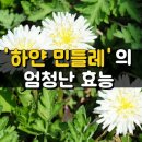 하얀민들레 이미지