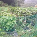 김명수 농장 이미지