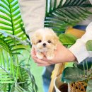 애견# | 의정부애견분양 후기 좋은 애견샵