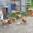 큐리농장 이미지