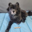 조선생 펫살롱 이미지