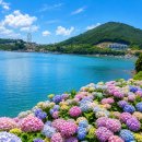 6.7월꽃구경 전남 수국명소 가볼만한곳 주차 개화시기 방문팁 3