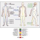 12 경락경혈도 이미지