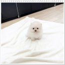 화이트포메라니안 | 청량리강아지무료분양 고민 끝 화이트포메라니안 입양 후기