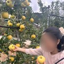 수진농원 이미지