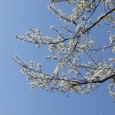 자두나무 꽃 이미지