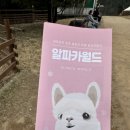 카페알파카 | 강원도 워크샵 후기 | 홍천 알파카월드부터 양양 맛집, 카페까지 코스 추천