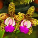 환타지아 이미지