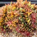 골드라벨 이미지