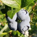 바람뜰농장 이미지