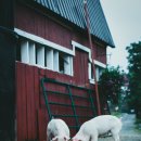 번창2로 이미지