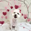 라이크테테 이미지