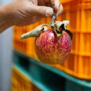 지양농장 이미지