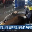 밍크고래와 상괭이가 한 어선 그물에 혼획, 한국은 고래보호국가 맞나요? 이미지