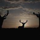 대지사슴농장 이미지