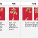 금산고려인삼
